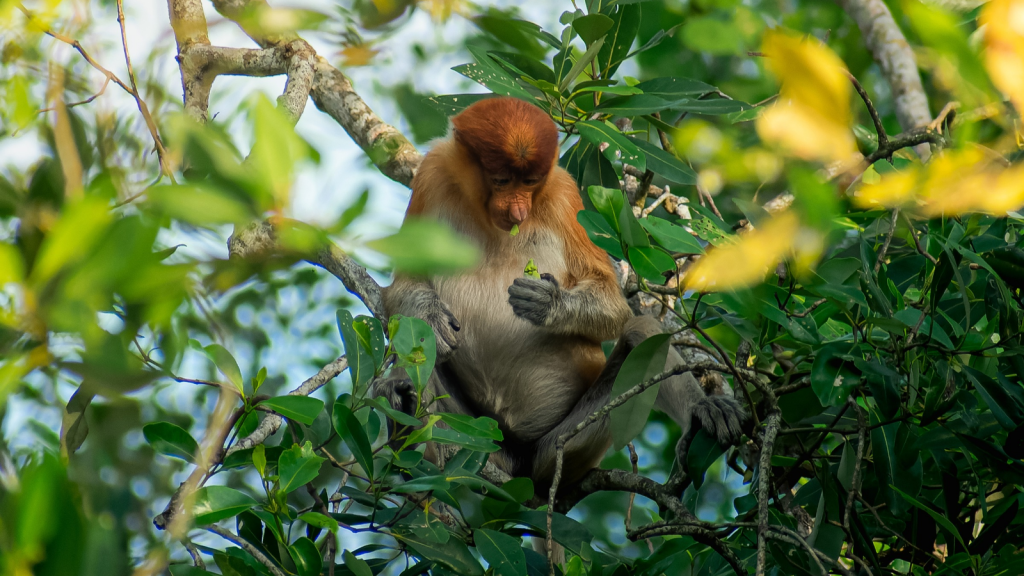 Proboscis Monkey