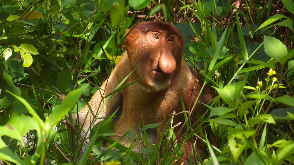 Proboscis Monkey | 15 Things You Didn't Know About the Fascinating Proboscis Monkey