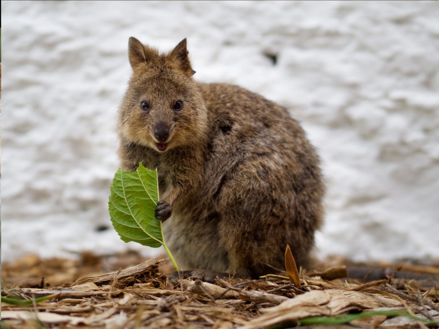 15 Fascinating Facts About Quokkas - Outlandish Owl