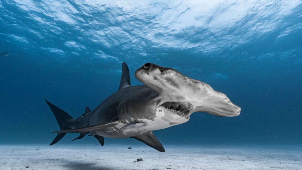 hammerhead