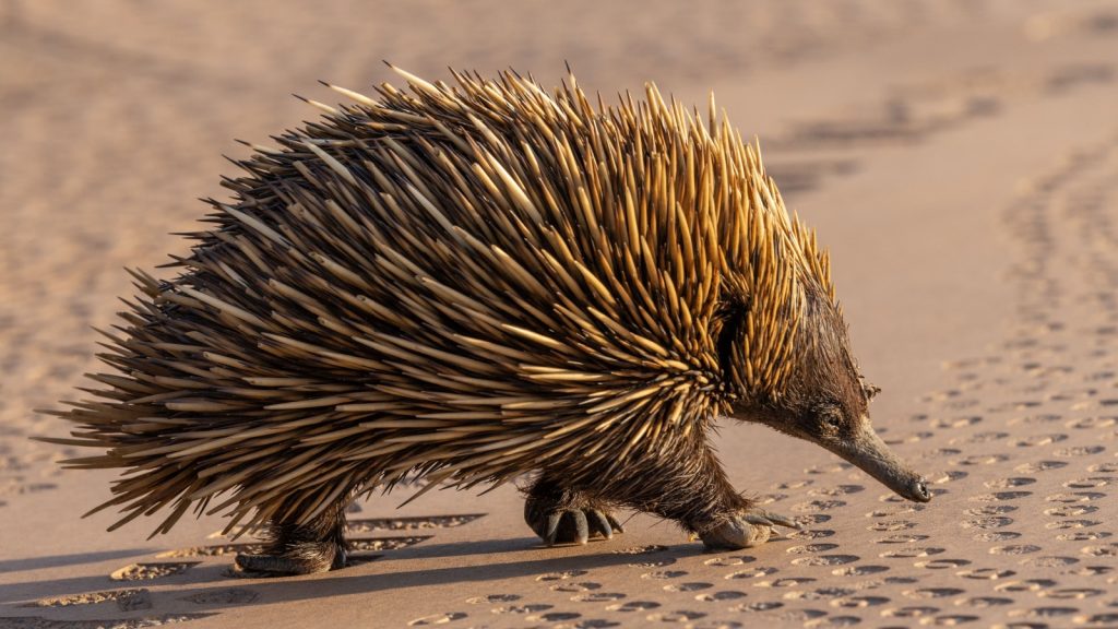 echidna