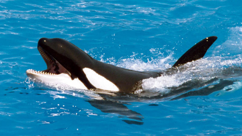 Killer Whale