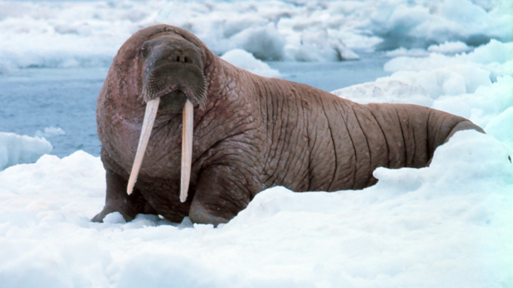 Walrus 