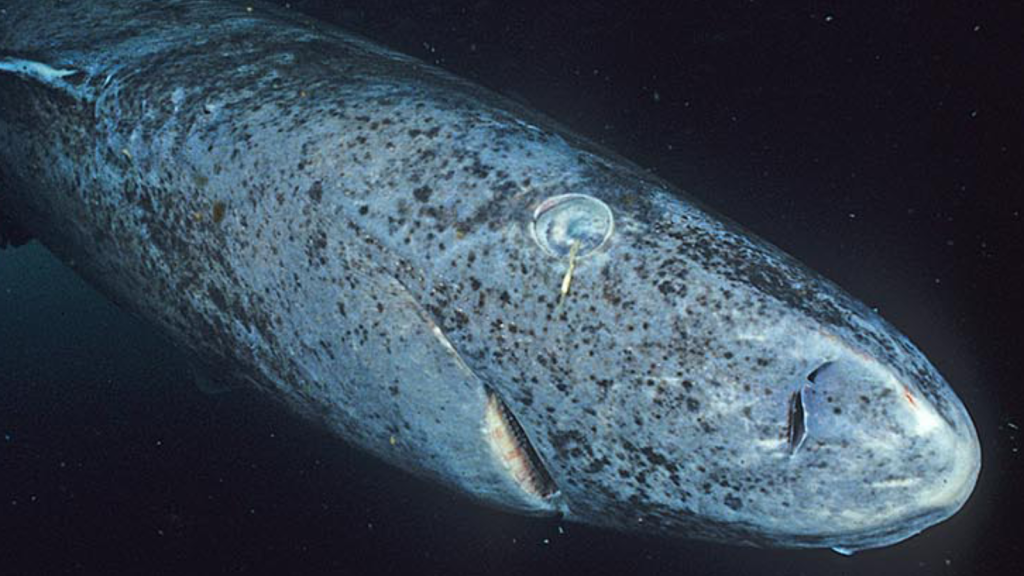 Greenland Shark