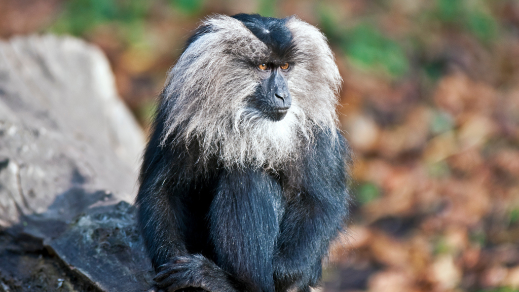 Lion-Tailed Macaque