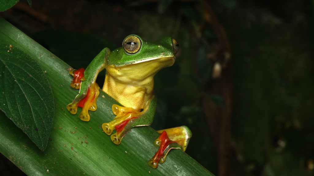 Malabar Gliding Frog