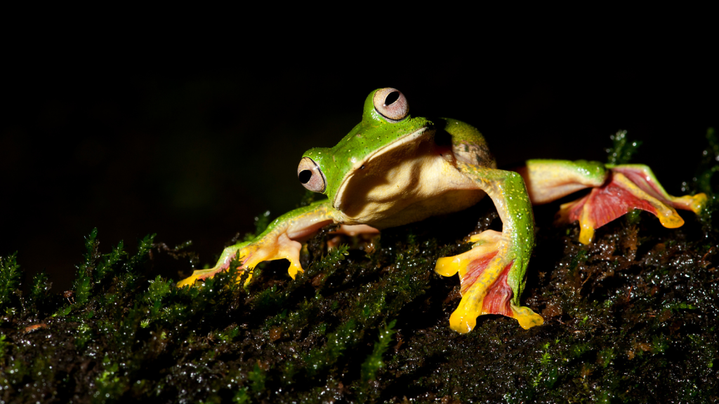 Malabar Gliding Frog