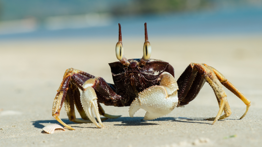 Ghost Crab