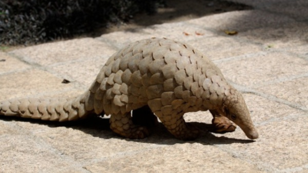 Indian Pangolin