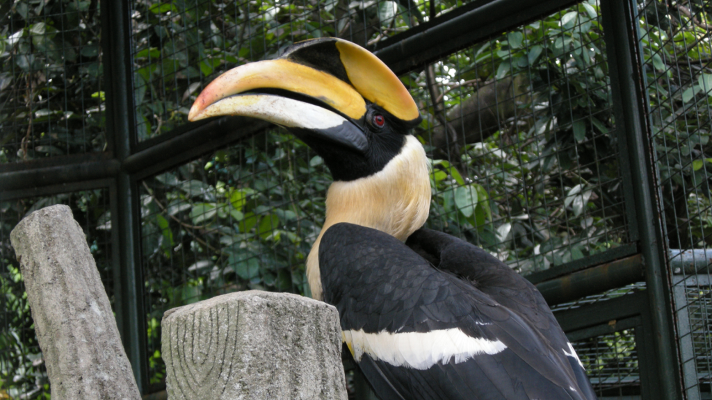 Hornbill