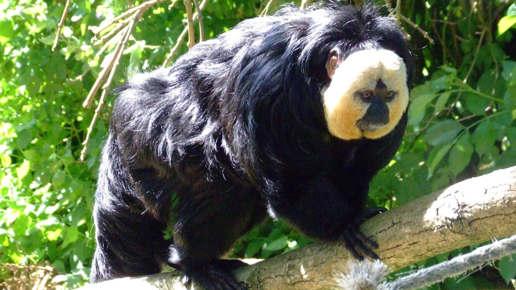 Saki Monkey