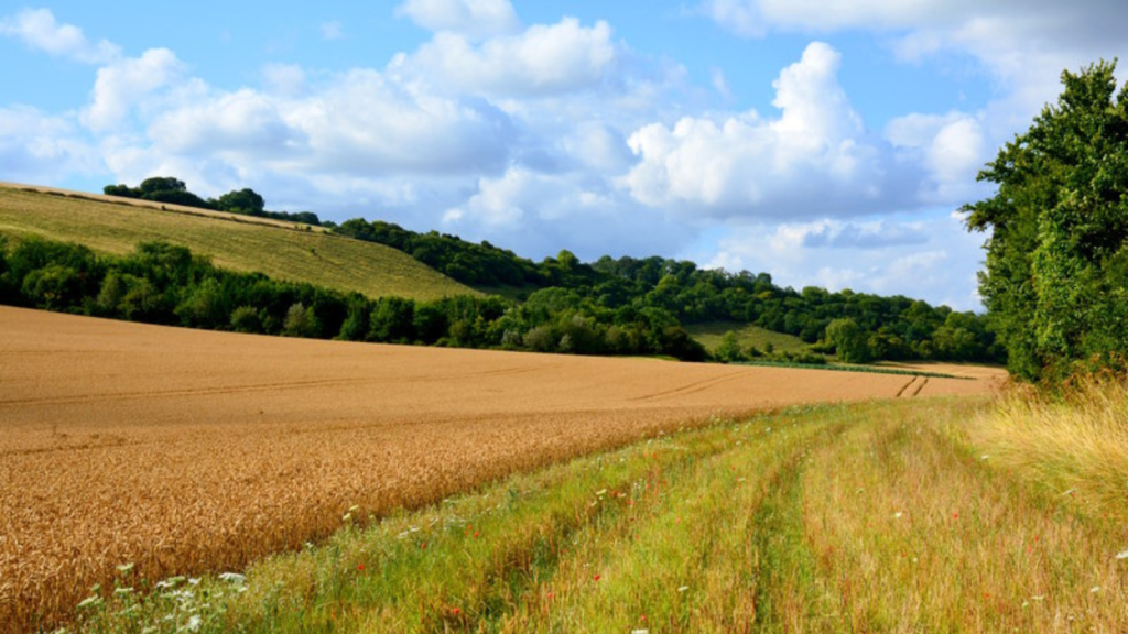 Chalk Downs