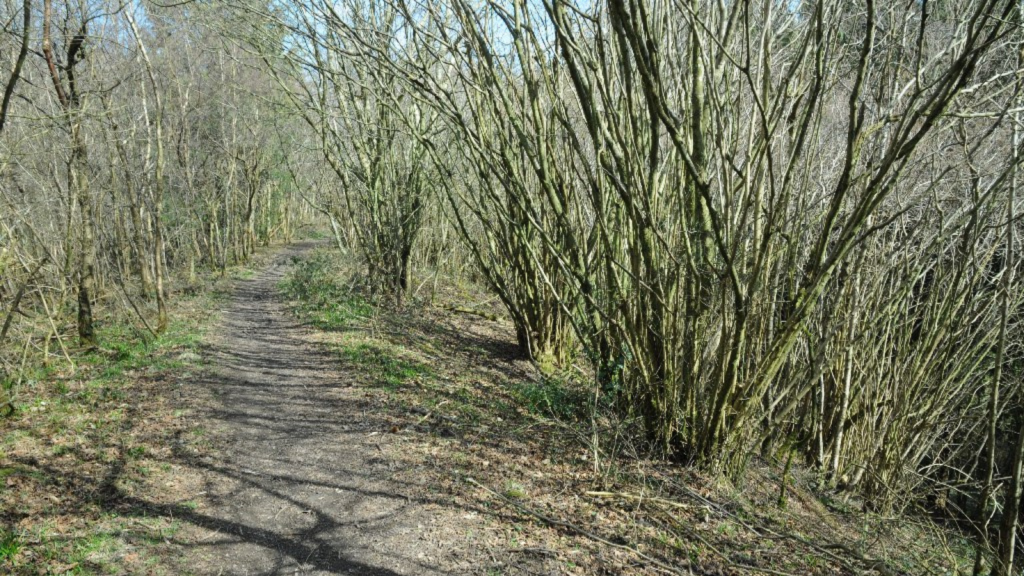 Coppiced Woodland