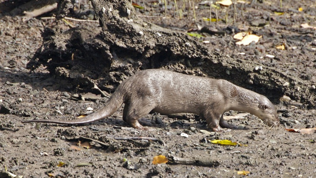 Smooth-Coated Otter