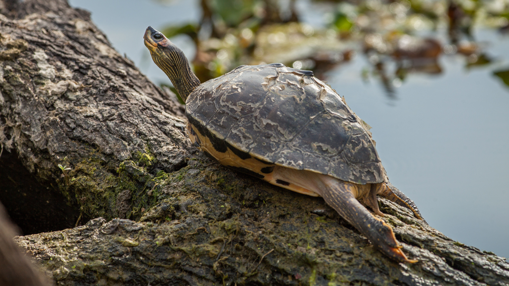 Indian Roofed Turtle