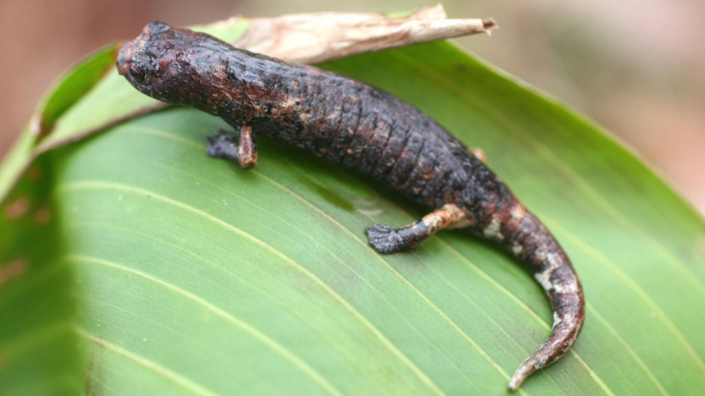 Giant Palm Salamander