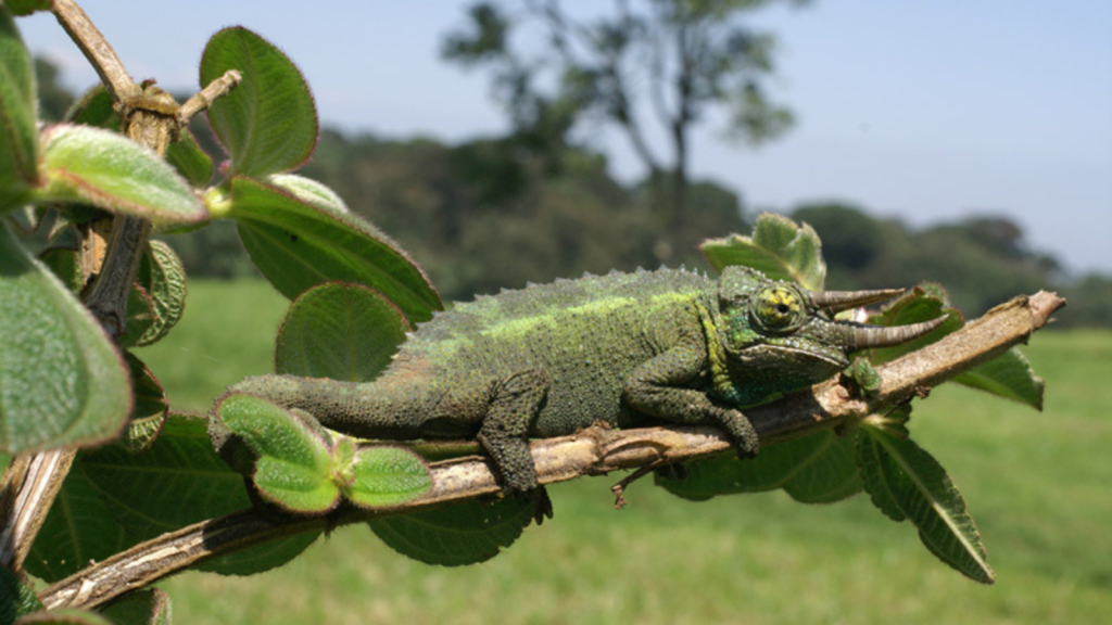 Jackson's Chameleon