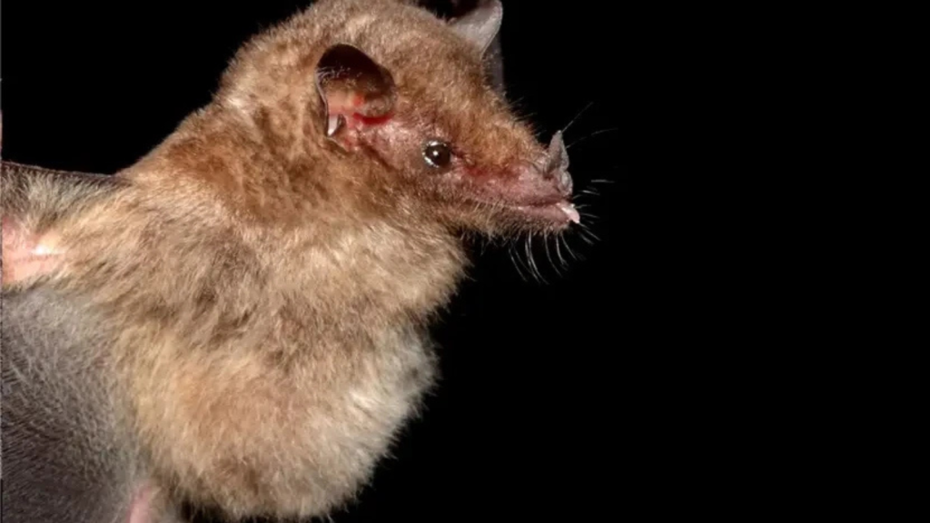 Tube-Lipped Nectar Bat