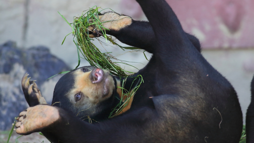 Sun Bear | Barefoot Bears