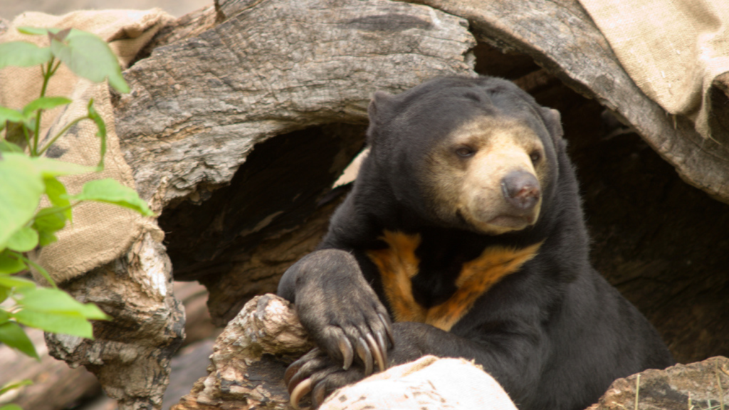 Sun Bear | Expressive Faces