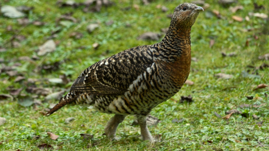 Capercaillie | Sexual Dimorphism