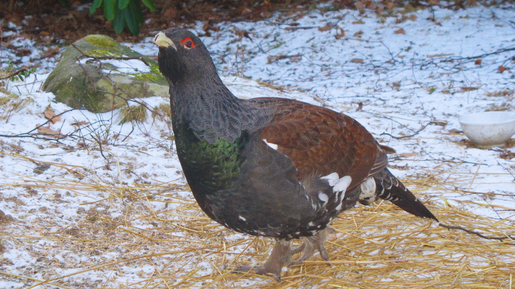 Capercaillie | Impressive Diet