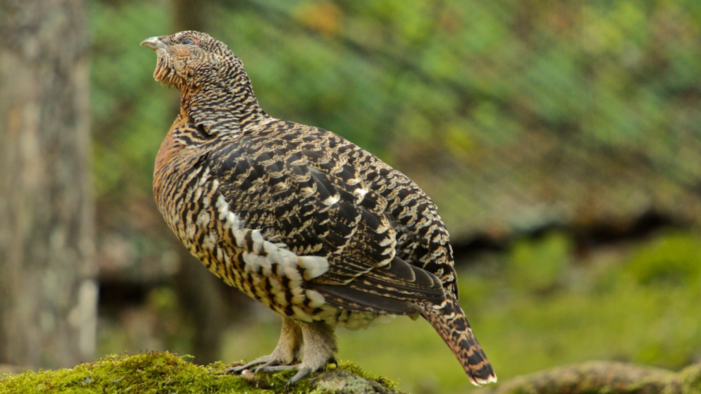 Capercaillie | Unique Toe Adaptations