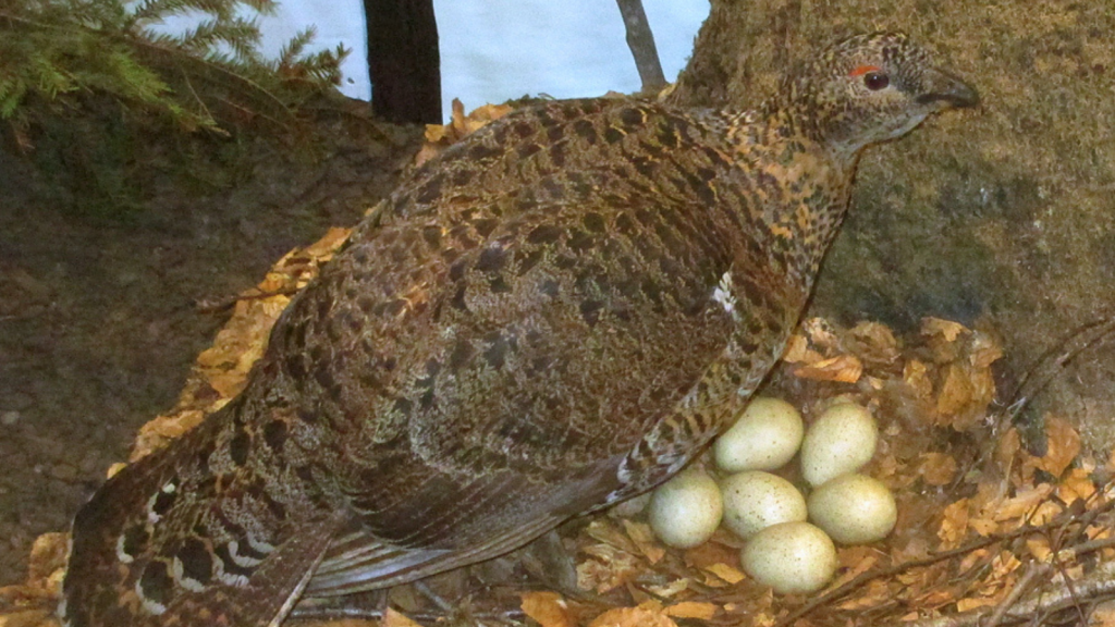 Capercaillie | Nest on the Ground