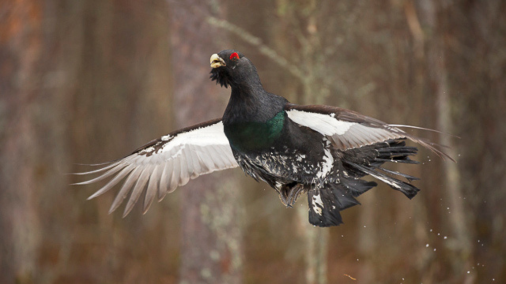 Capercaillie | Excellent Flyers Despite Size