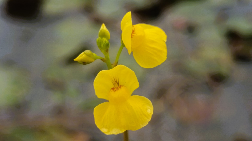 Bladderwort