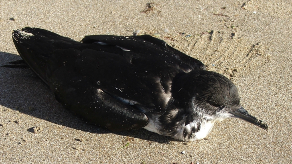 Manx Shearwater