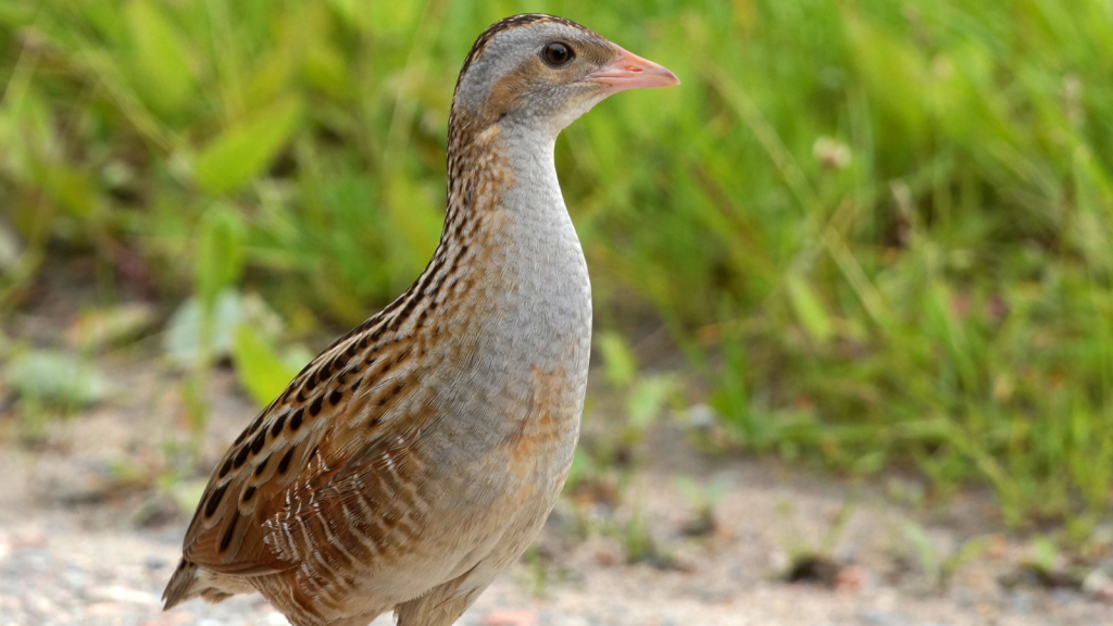 Corncrake