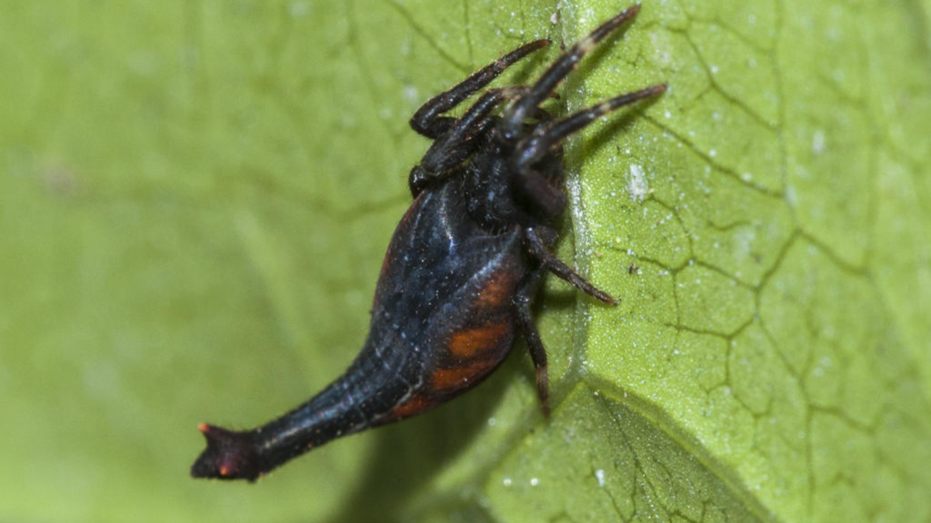 Scorpion-Tailed Spider