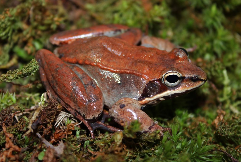 Rana Sylvatica