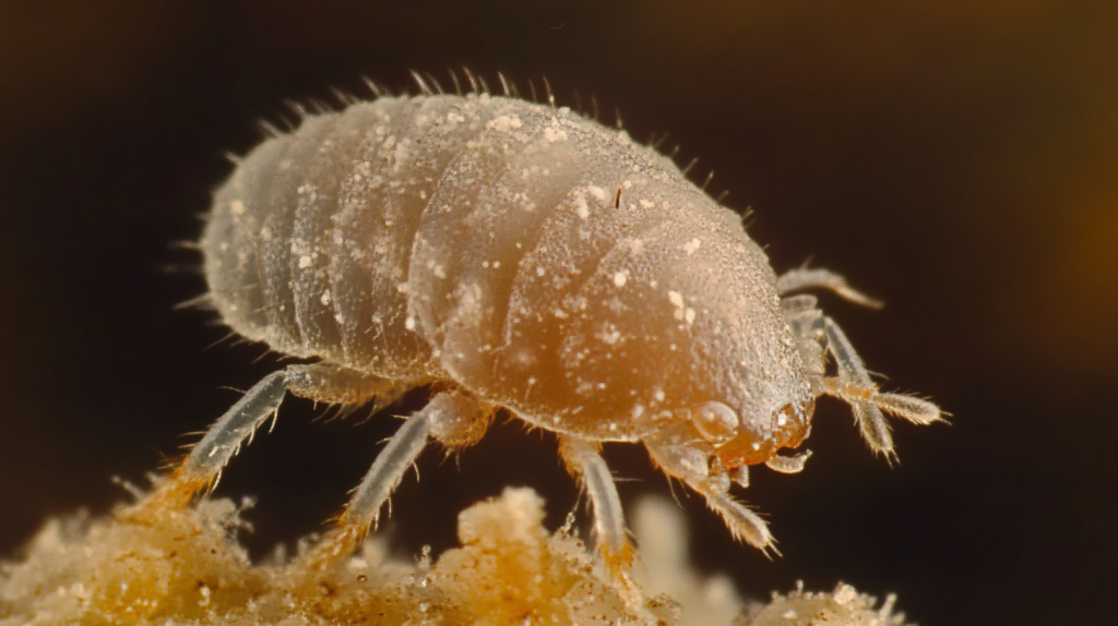 Adactylidium Mite