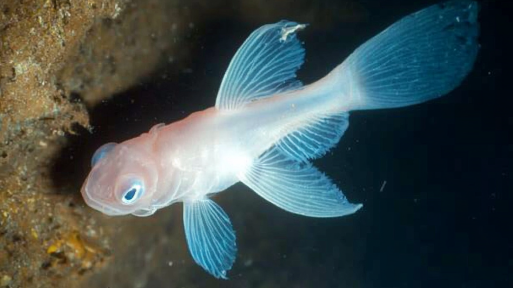 The Mariana Snailfish