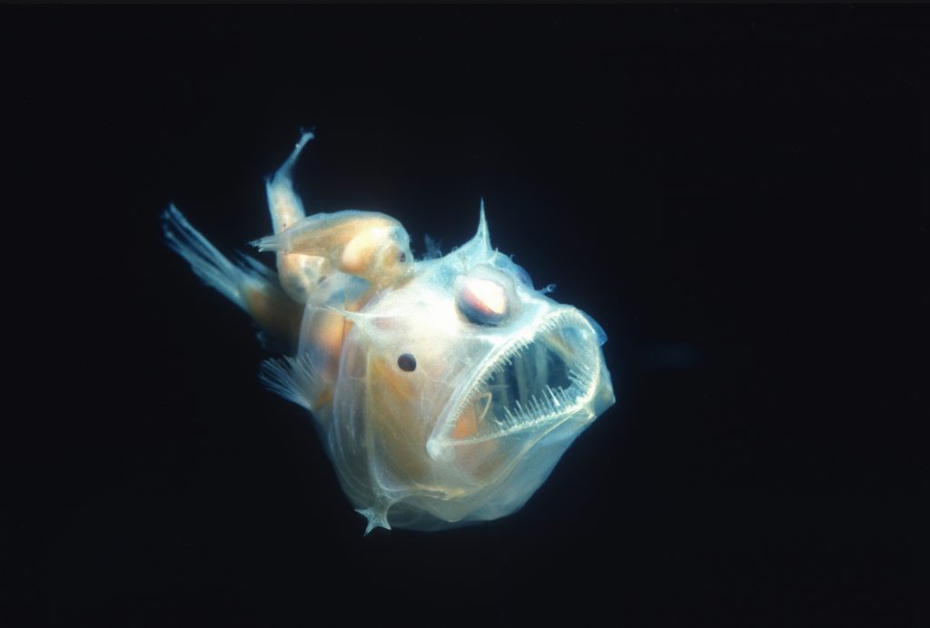 Anglerfish