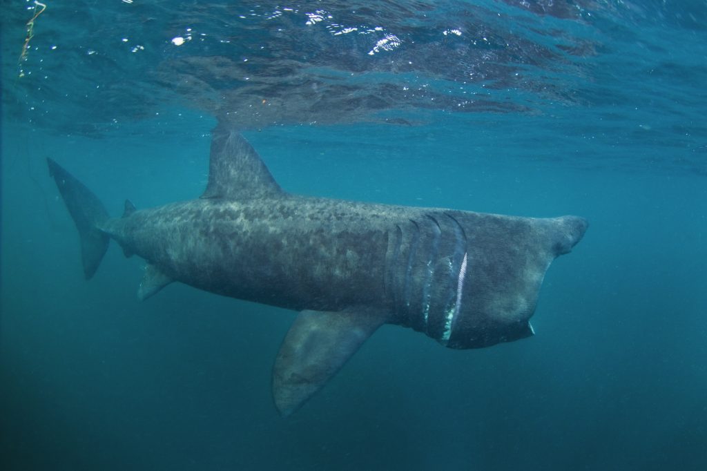 Basking Shark | Shape-Shifting Gills