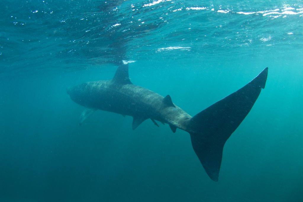 Basking Shark | Unique Liver