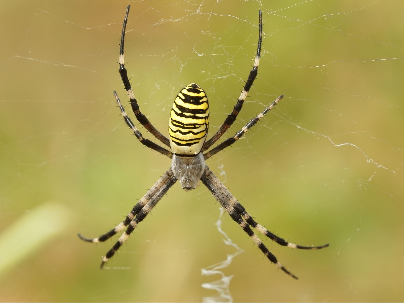 14 Harmless British Spiders That Look Scarier Than They Are ...