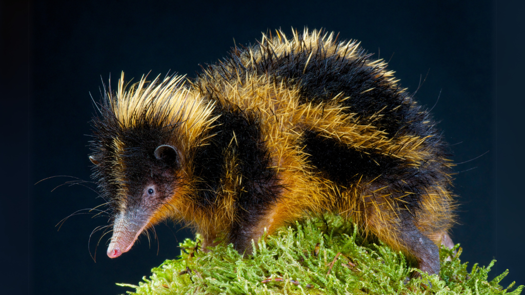 14 Things You Probably Didn't Know About Lowland Streaked Tenrec