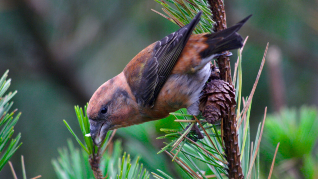 Scottish Crossbill