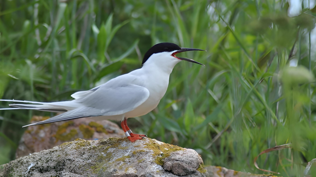 Roseate Tern