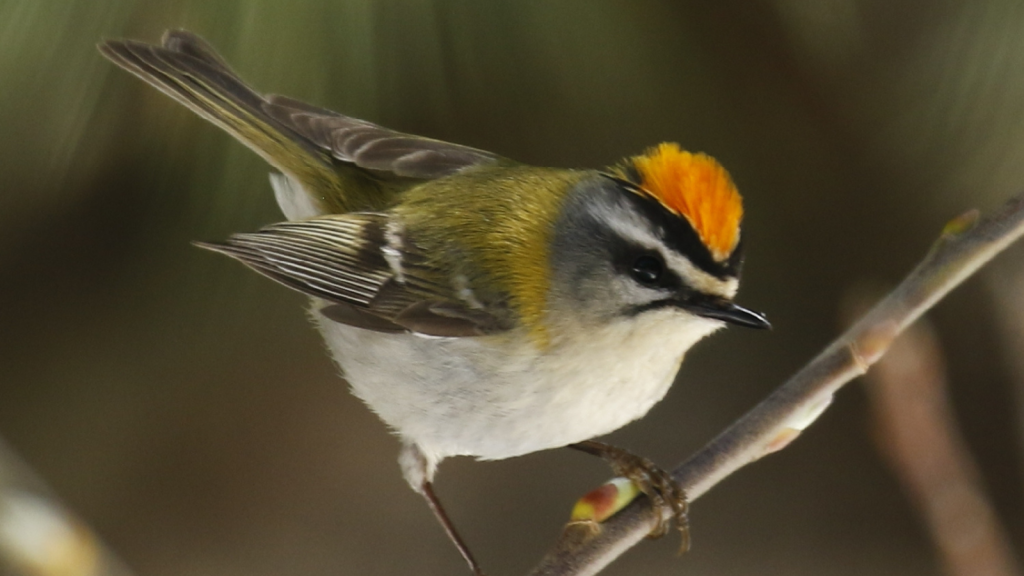 Firecrest