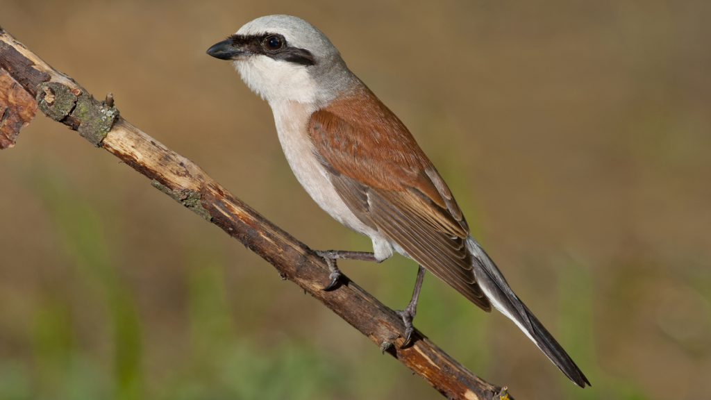 Red-Backed Shrike