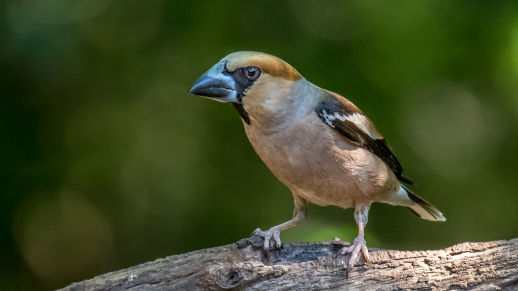 Hawfinch