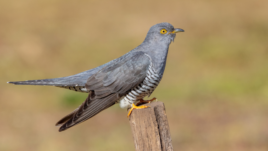 Cuckoo