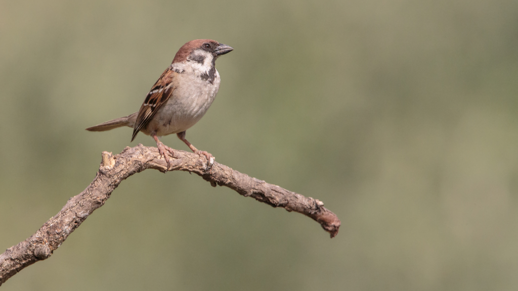 Tree Sparrow