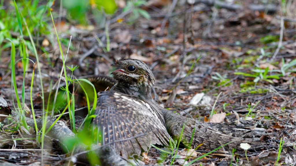 Nightjar