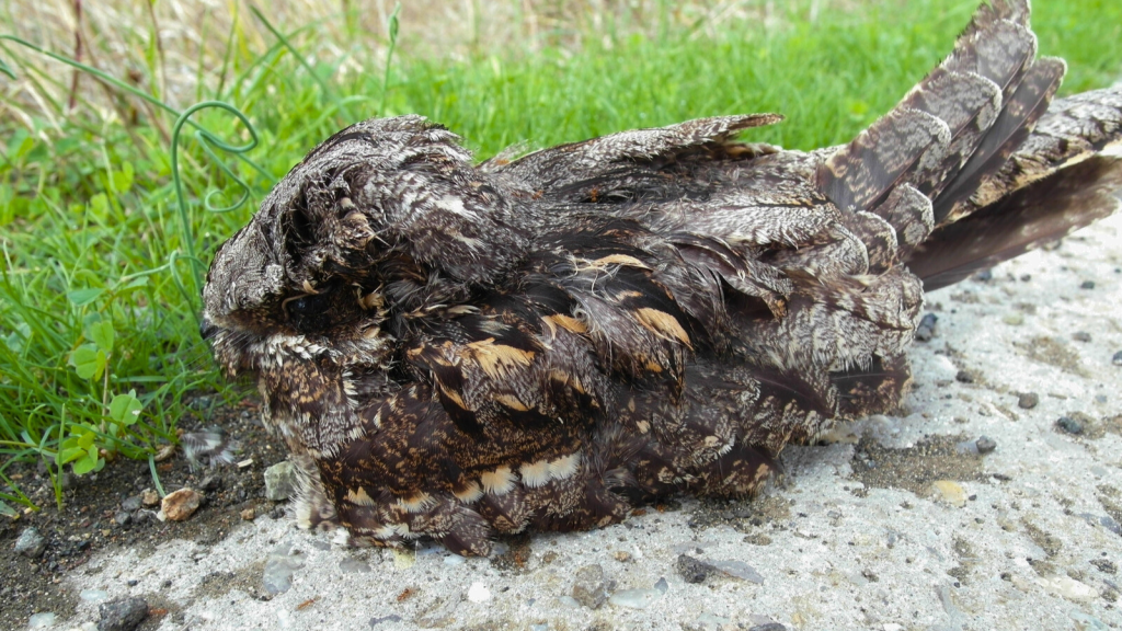 Nightjar